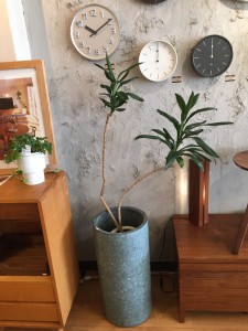 観葉植物　インテリア　富山家具5